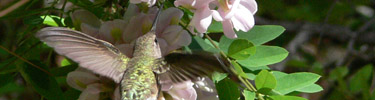 Black-chinned Hummingbird